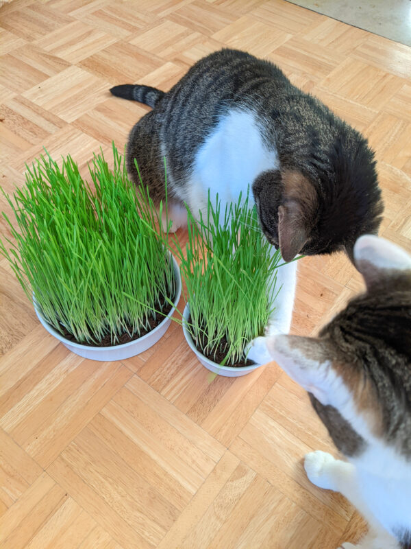 Zwei Katzen beim Größenvergleich zwischen der kleinen und der großen Katzengrasschale aus Porzellan