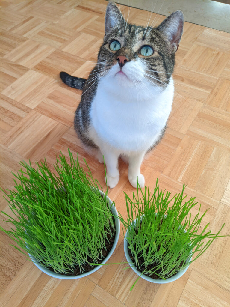 Eine Katze beim Größenvergleich zwischen der kleinen und der großen Katzengrasschale aus Porzellan