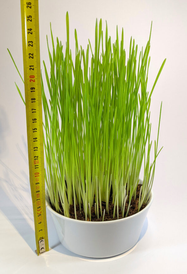 5,8cm Höhe der kleinen Porzellan Katzengrasschale und über 20cm hohes Katzengras nach nur 7-10 Tagen