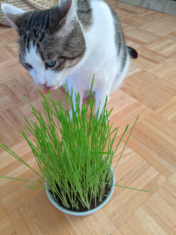 Katze knabbert genüsslich an Katzengras aus einer kleinen Katzengrasschale aus Porzellan