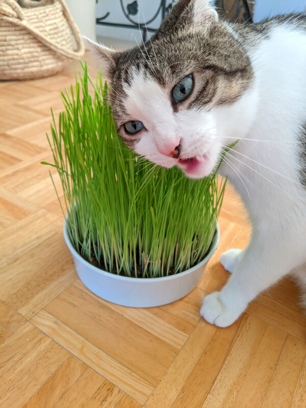 Katze knabbert genüsslich an Katzengras aus einer großen Katzengrasschale aus Porzellan