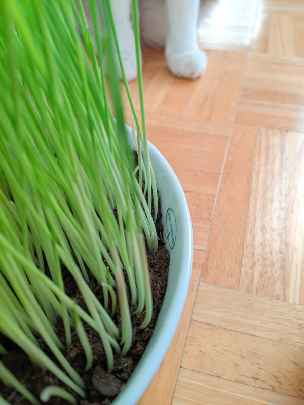 Detailansicht des Logos an der großen Katzengrasschale aus Porzellan