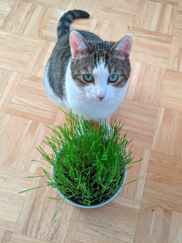 Katze sitzt vor dem Katzengras in der großen Katzengrasschale aus Porzellan