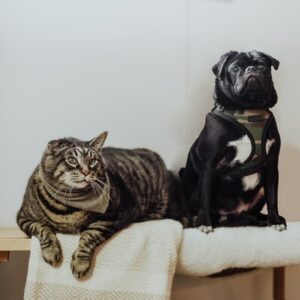 Für Hunde & Katzen